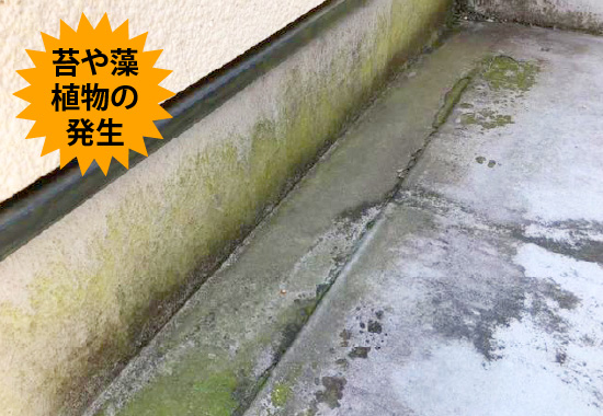 苔や藻植物の発生