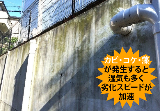 カビ・コケ・藻が発生すると湿気も多く劣化スピードが加速