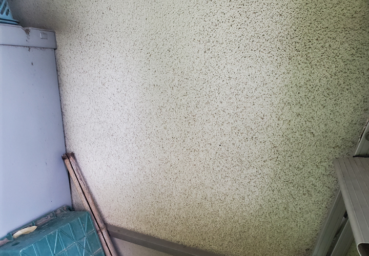浦安市海楽にて外壁塗装をご検討中の邸宅を調査、藻が繁殖し緑色に変色していました