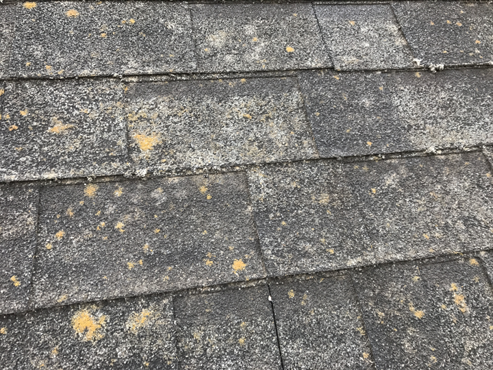 経年で苔やカビが発生したアスファルトシングル