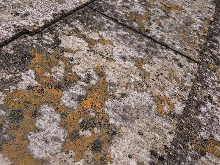 スレート屋根に生えたカビや苔