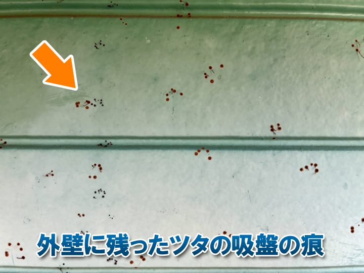 外壁に残ったツタの吸盤の痕