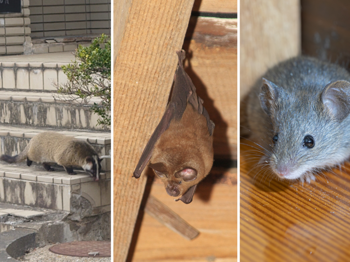 天井裏に入り込む可能性がある生き物…ネズミ、ハクビシン、コウモリなど
