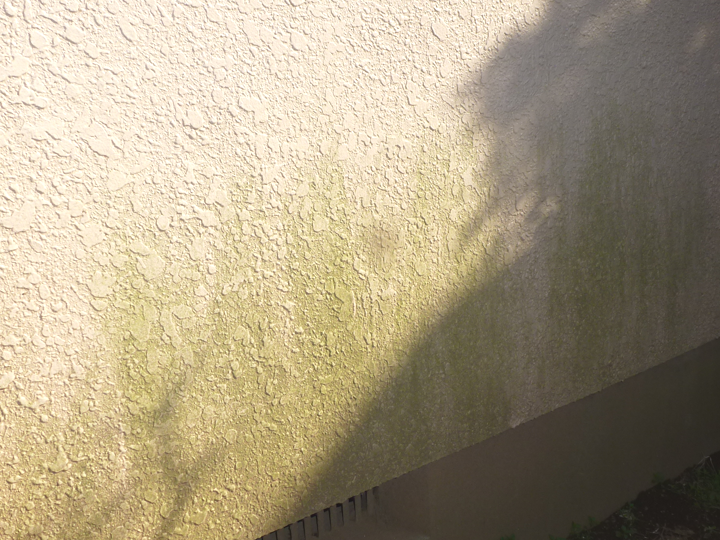 苔が発生した外壁