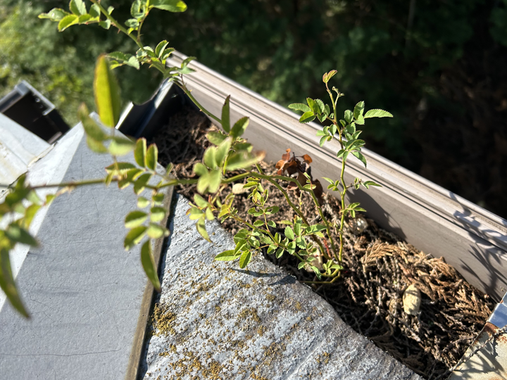 落葉がつまった雨樋