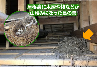 屋根裏に木屑や枝などが山積みになった鳥の巣