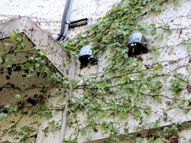 外壁面一杯に生えたツタ