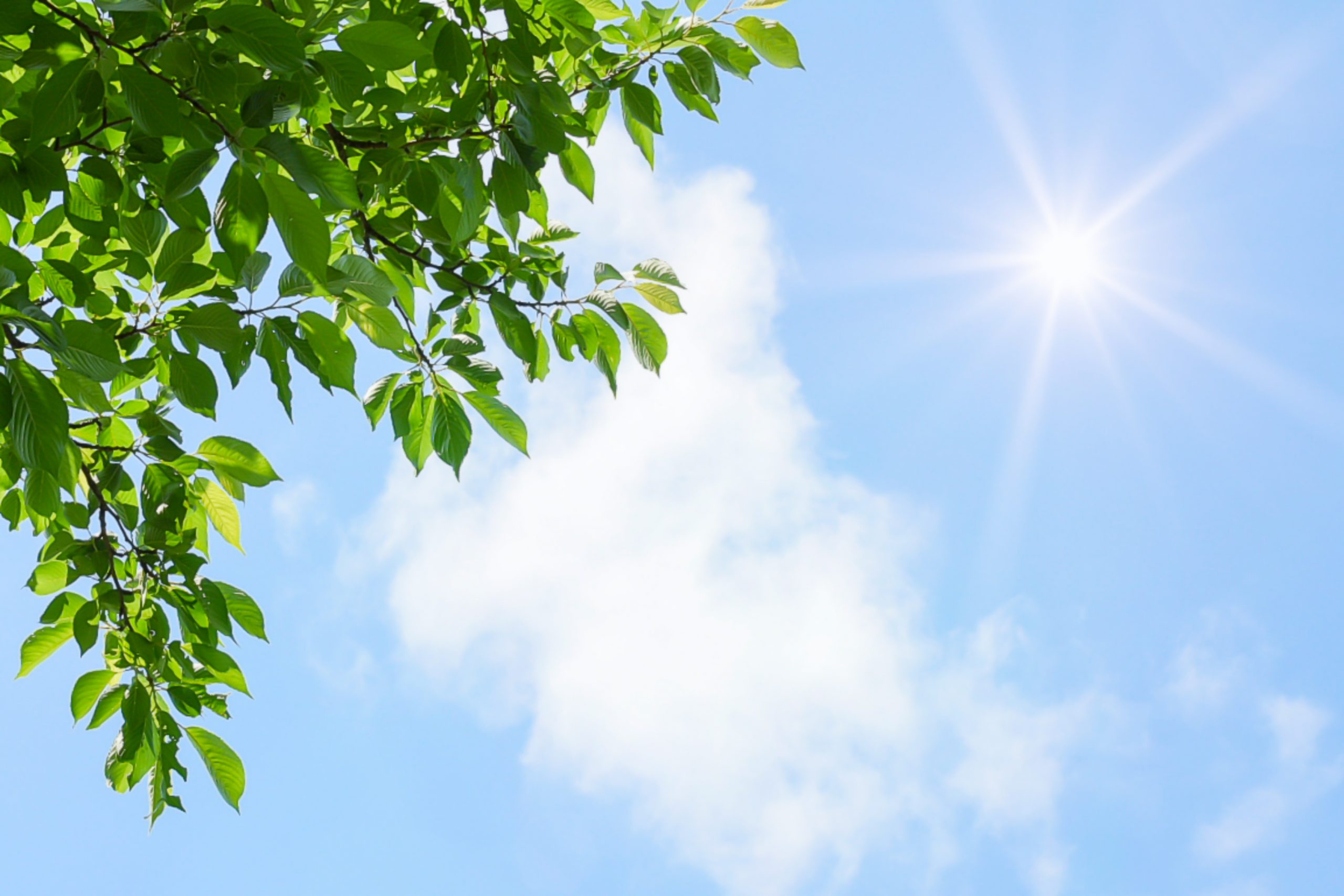 暑い夏