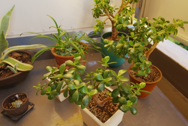 ベランダに植物（植木鉢）などの重いものを置く場合は防水層に傷がつかないように注意しましょう！