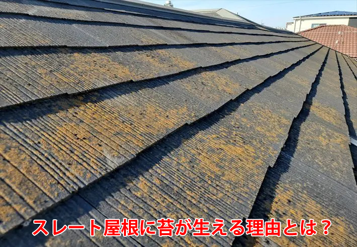 スレート屋根にコケが生えてしまうのはなぜ？その理由を現地調査の様子と合わせてご紹介！