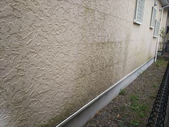 サイディング外壁の防水性が低下し苔が発生