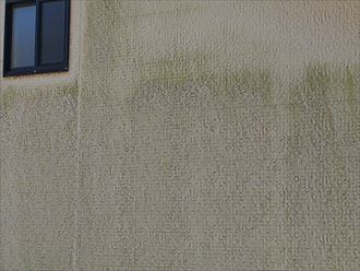 富津市青木　外壁に発生した苔