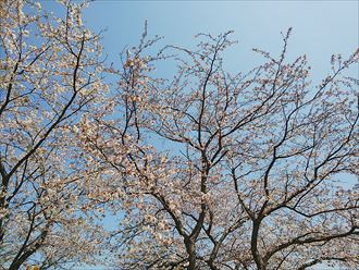 四街道市旭ヶ丘　桜の季節