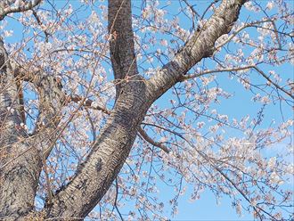 富津市青木　桜の時期
