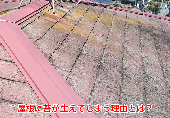 屋根に苔が生えてしまう理由とは？屋根の寿命を延ばす定期的な屋根塗装メンテナンスの重要性
