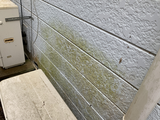 サイディング外壁には苔が発生していますので塗膜の撥水機能が低下しています