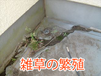 雑草の繁殖