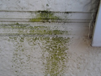 外壁の苔カビ発生