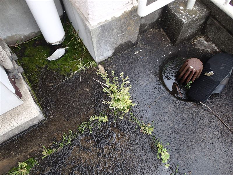 富津市青木　目地に植栽の発生