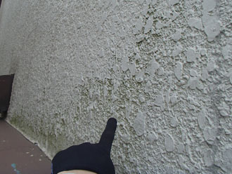 藻が発生している白いモルタル外壁