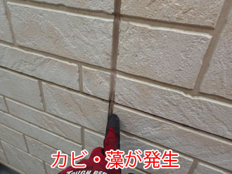 カビ・藻が発生