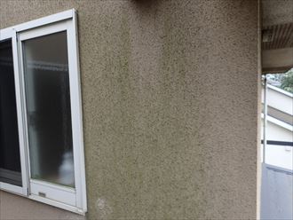 八千代市米本にて苔が発生しているモルタル外壁のメンテナンスのご相談