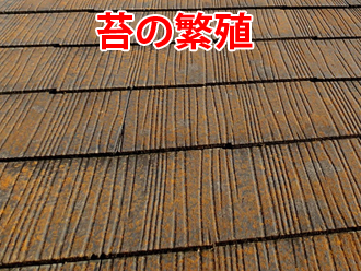 スレート屋根を覆いつくすオレンジ色の苔