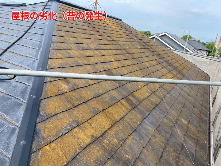 苔の発生
