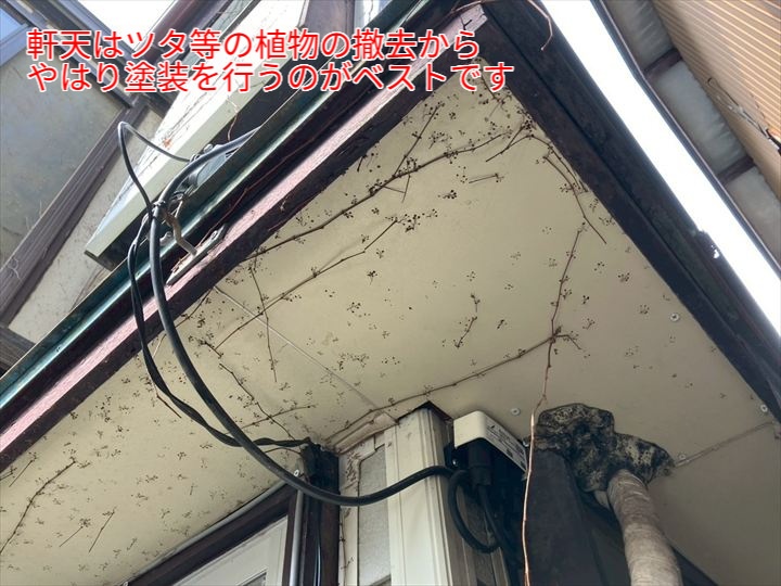 軒天にツタが絡んだ写真