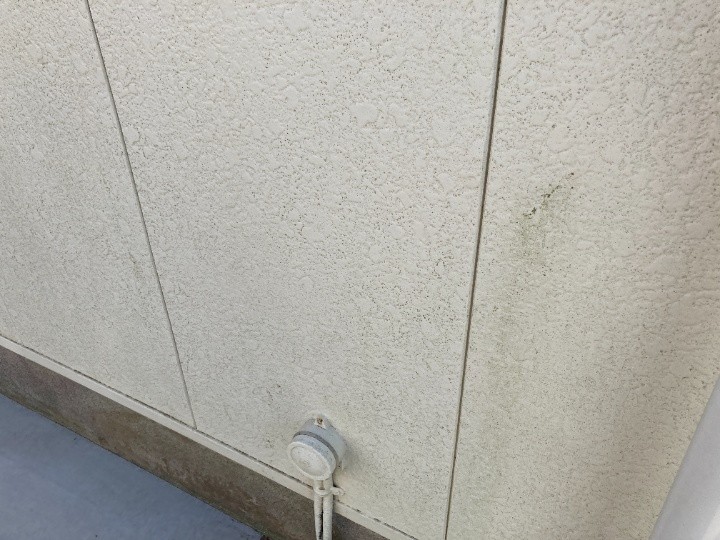 外壁の汚れと苔の付着