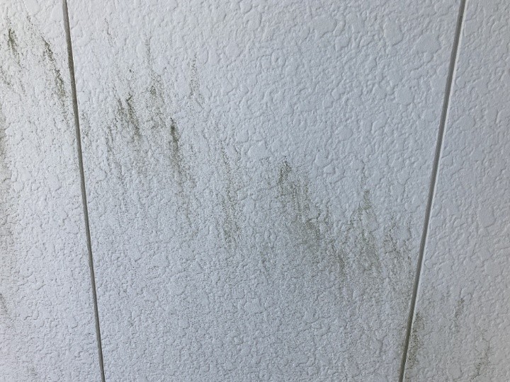 広範囲に見られる苔の繁殖