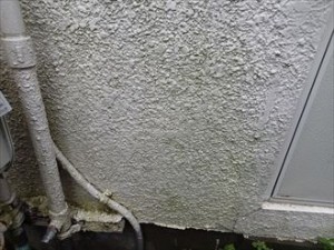 市原市 外壁調査 藻 苔