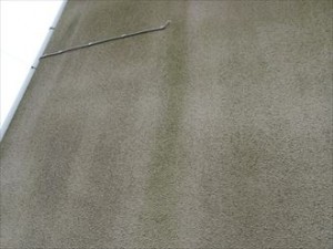 千葉市　外壁調査　藻　苔発生