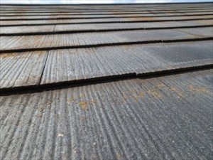 市原市 屋根塗装調査 苔
