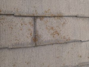 千葉市　屋根の塗装調査　苔