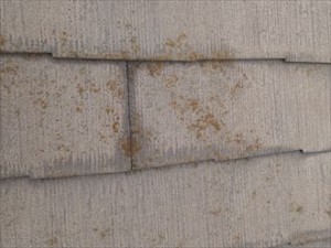 千葉市 屋根の塗装調査 苔