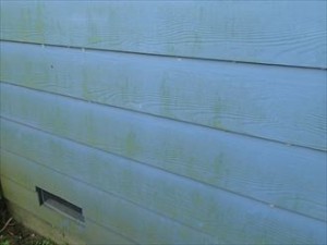 千葉市 外壁 塗装調査 藻の発生