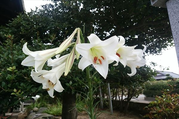 佐倉市　蘭の花