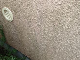 千葉市 苔の発生