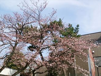 千葉市花見川区　桜並木