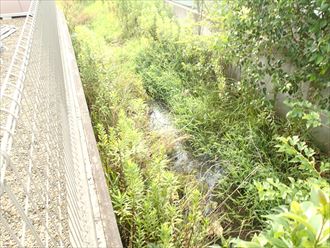 千葉市稲毛区 苔の発生原因