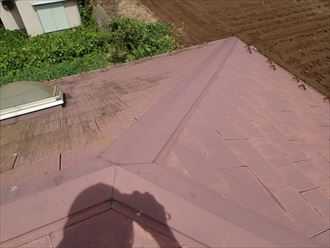木更津市 苔の発生具合
