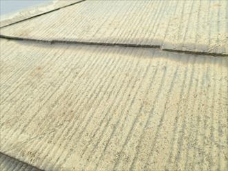 市原市 苔の発生