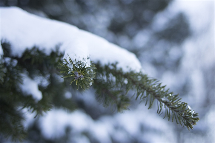 雪